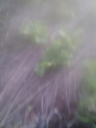 Thyme For Sale Other Market Southfield Area