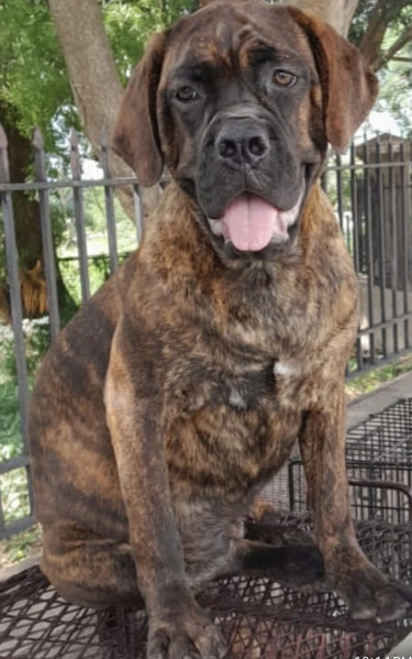 Female Mastiff Pup- 4 Months Old Dogs Old Habour