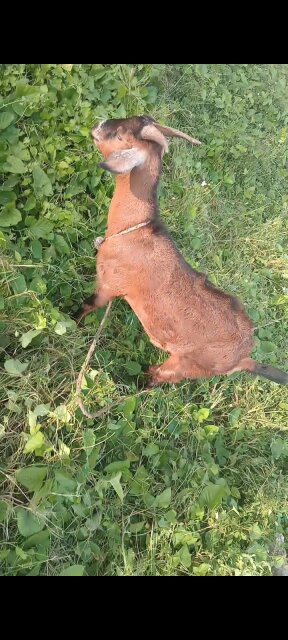Pregnant Graded Goat Other Pets Tollgate Clarendon