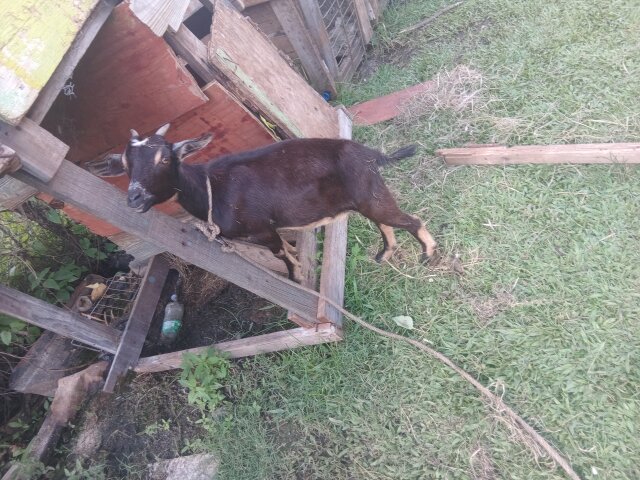 Female Goat Cheap Cheap Other Pets Tollgate Clarendon