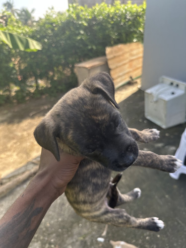 Bull Herders  Dogs Linstead St Catherine