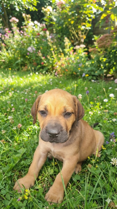 Mastiff  Dogs Ironshore
