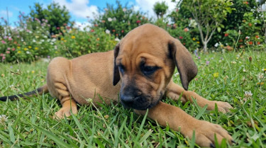 Mastiff 