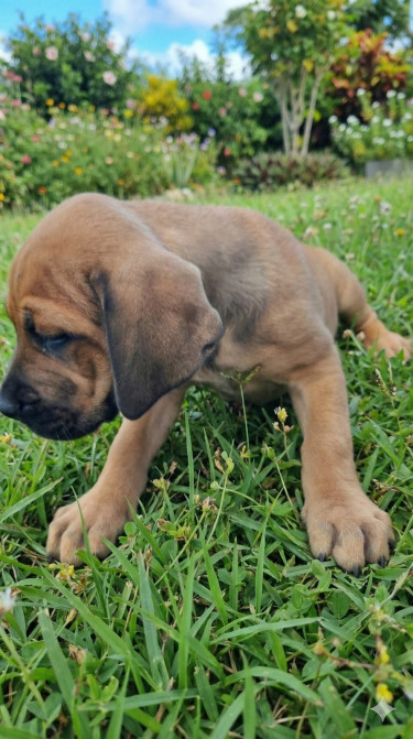 Mastiff 