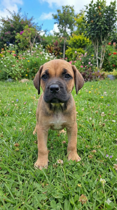 Mastiff 