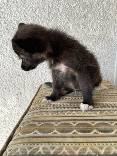 Shi/pom Puppies 