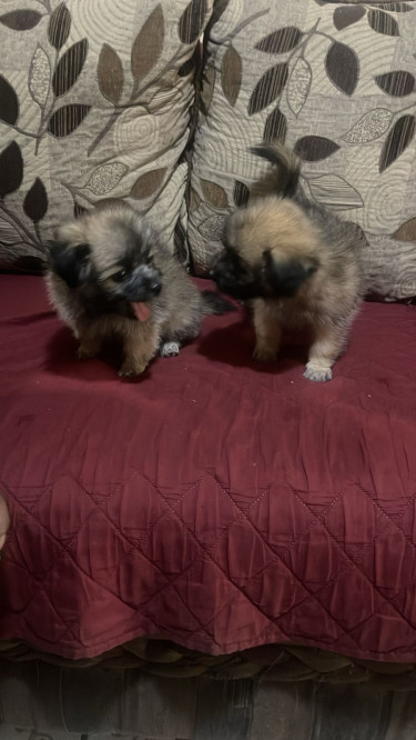 Shi/pom Puppies 