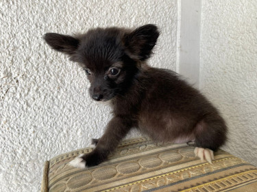 Shi/pom Puppies 