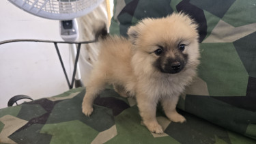 Female Pomeranian  Dogs St. Andrew 