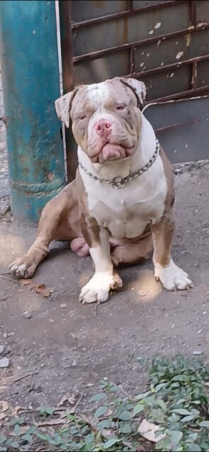 Male Merle Bully For Rehome