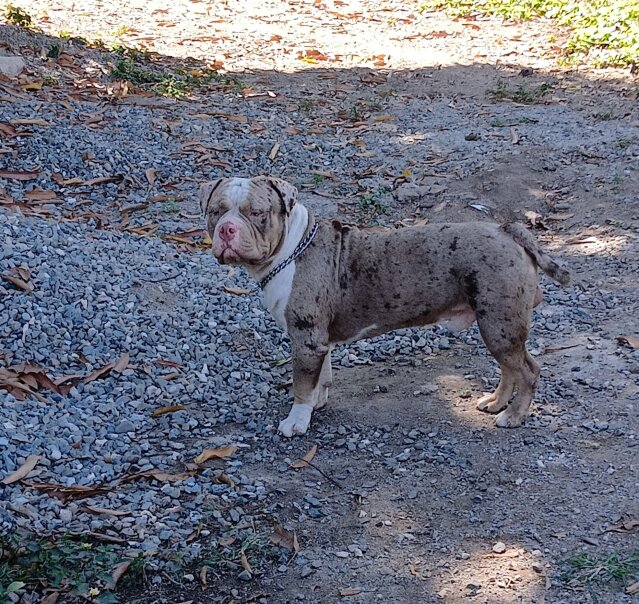 Male Merle Bully For Rehome Pet Accessories Vineyard Town