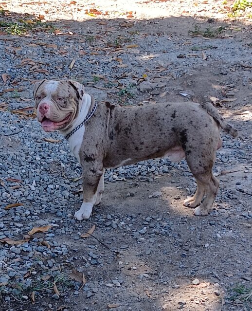 Male Merle Bully For Rehome