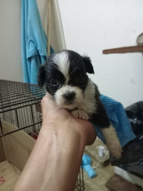 Shihtzu Puppies Available Dogs Kingston