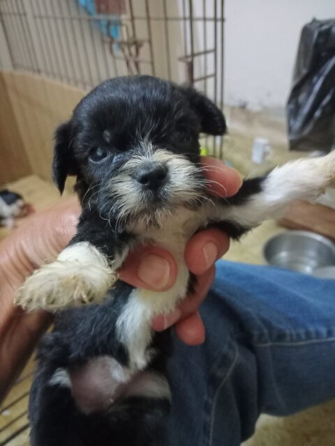 Shihtzu Puppies Available
