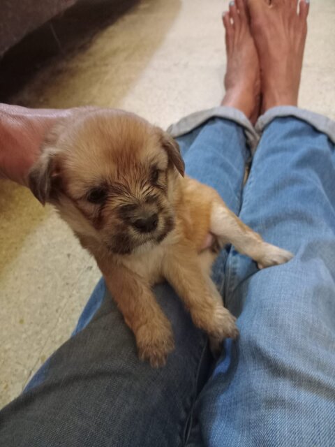 Shihtzu Puppies Available