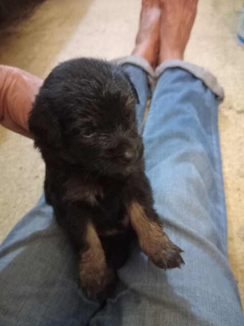Shihtzu Puppies Available