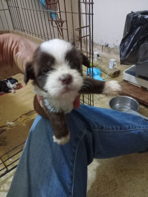 Shihtzu Puppies Available
