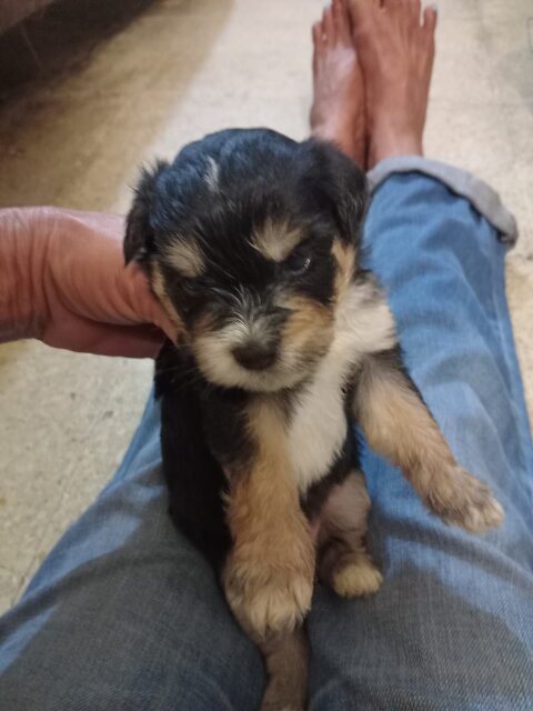 Shihtzu Puppies Available