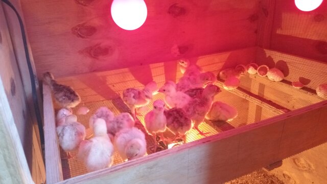 Turkey Chicks Birds Port Maria