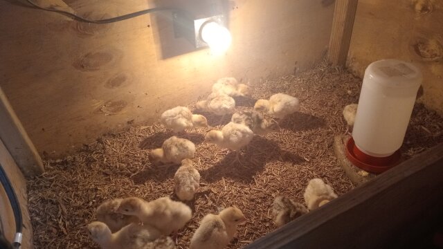 Turkey Chicks
