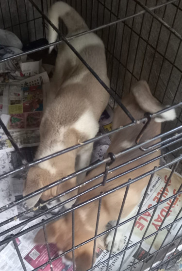 Akita Female Pups  Dogs Old Harbour
