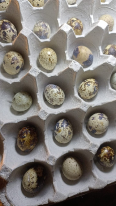 Quail Eggs Livestock Near Half Way Tree