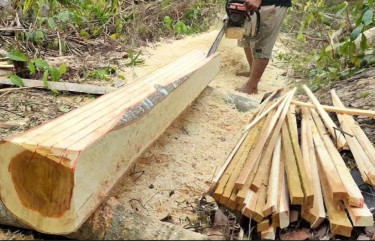Lumberjack Or Chainsaw Operator Needed Urgent