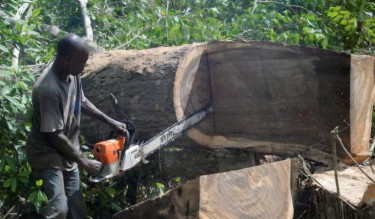 Lumberjack Or Chainsaw Operator Needed Urgent