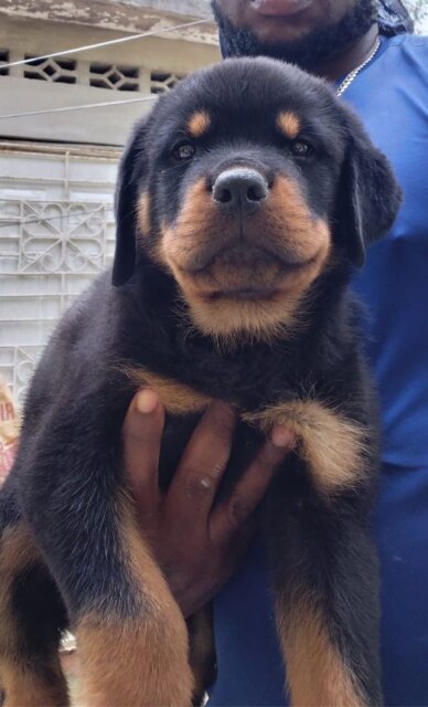 Rottweiler Dogs Linstead