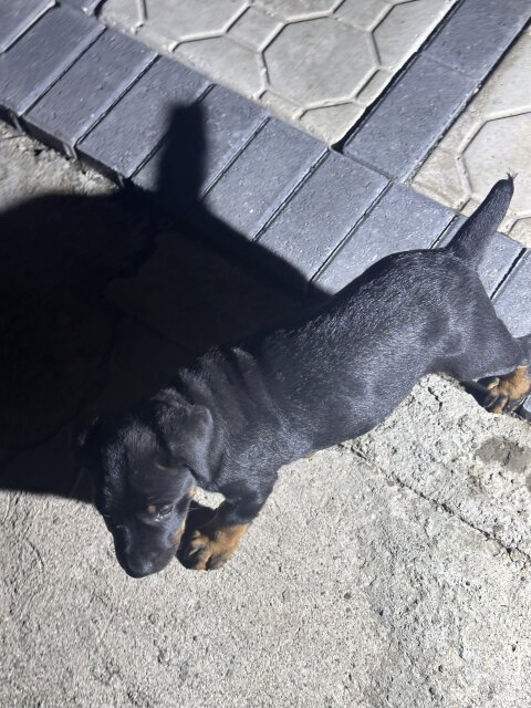 Dog