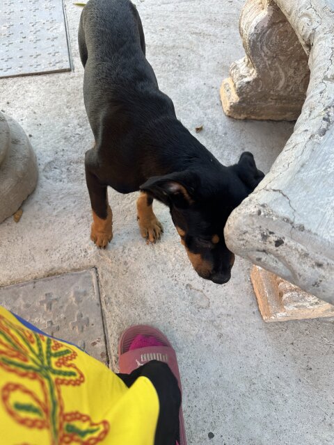 Dog