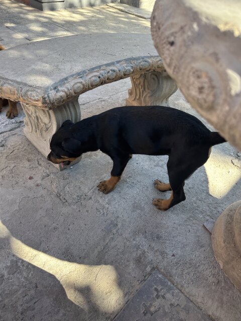 Dog