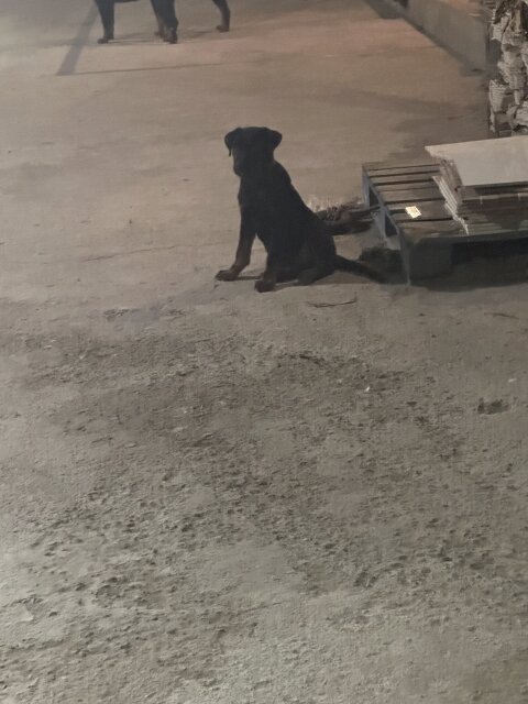Dog