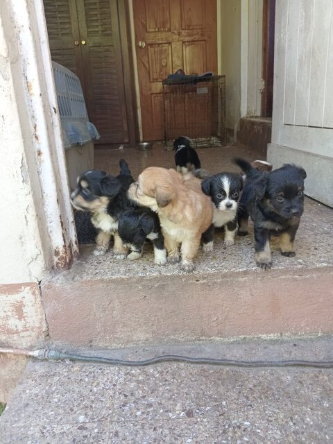 Shihtzu Puppies For Sale Dogs Kingston