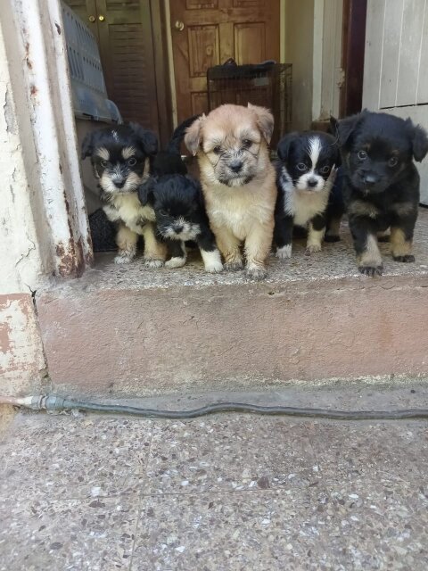 Shihtzu Puppies For Sale