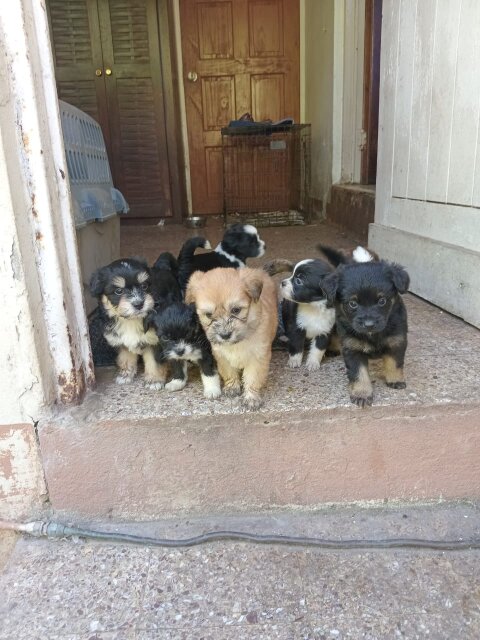 Shihtzu Puppies For Sale