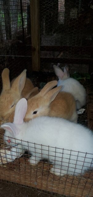 Flemish Giant Rabbits