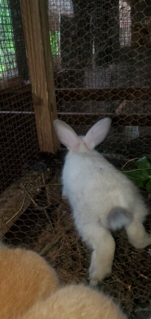 Flemish Giant Rabbits