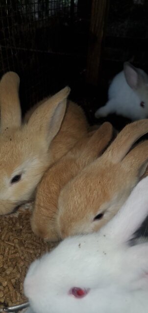Flemish Giant Rabbits