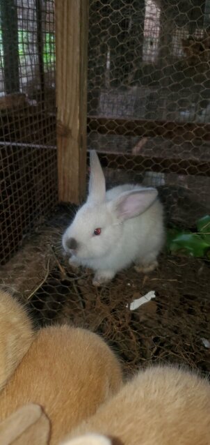 Flemish Giant Rabbits Other Pets Red Hills