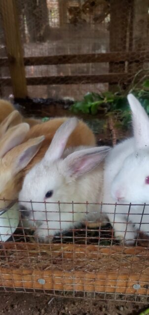 Flemish Giant Rabbits