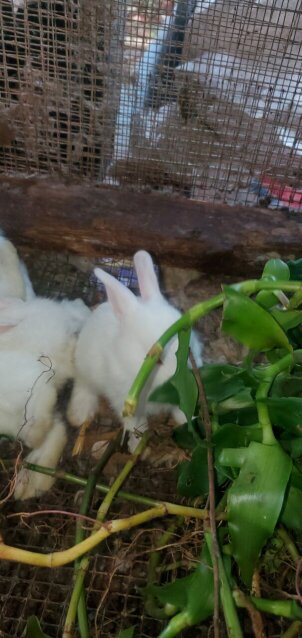 Flemish Giant Rabbits