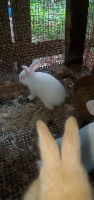 Flemish Giant Rabbits