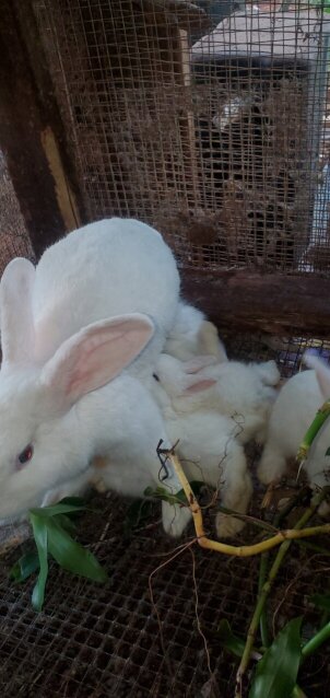 Flemish Giant Rabbits