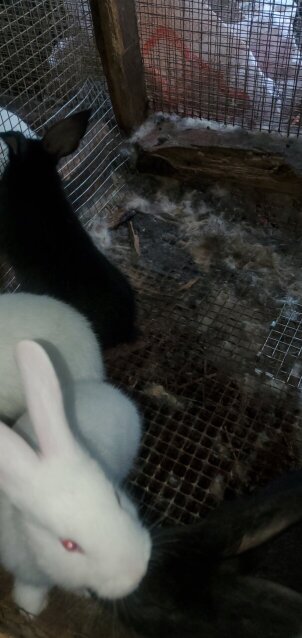 Flemish Giant Rabbits