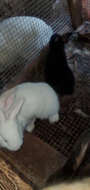 Flemish Giant Rabbits