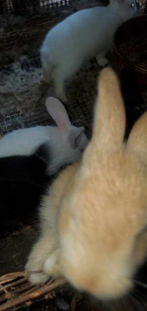 Flemish Giant Rabbits
