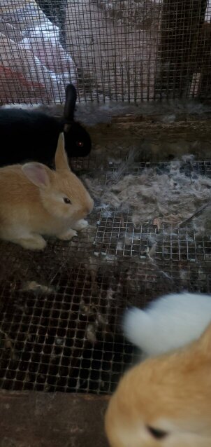 Flemish Giant Rabbits