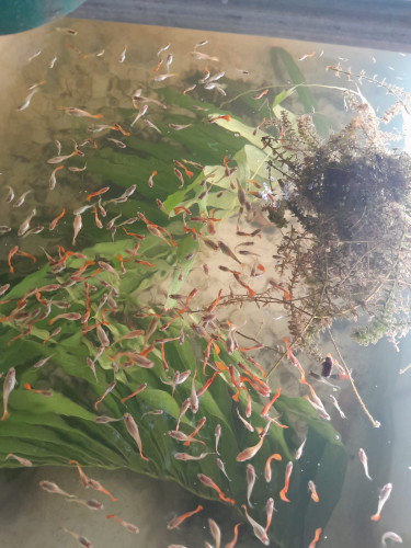 Guppy Fish For Sale