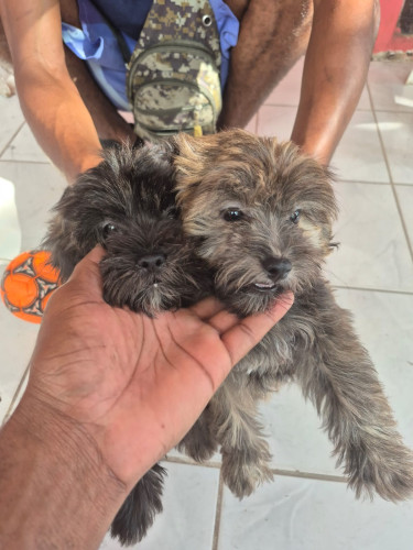Female Shih Tzu Mix Puppy For Sale